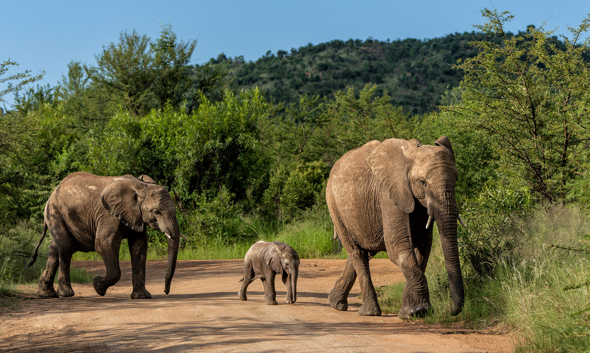 RESERVA DE PILANESBERG, AFRICA DO SUL