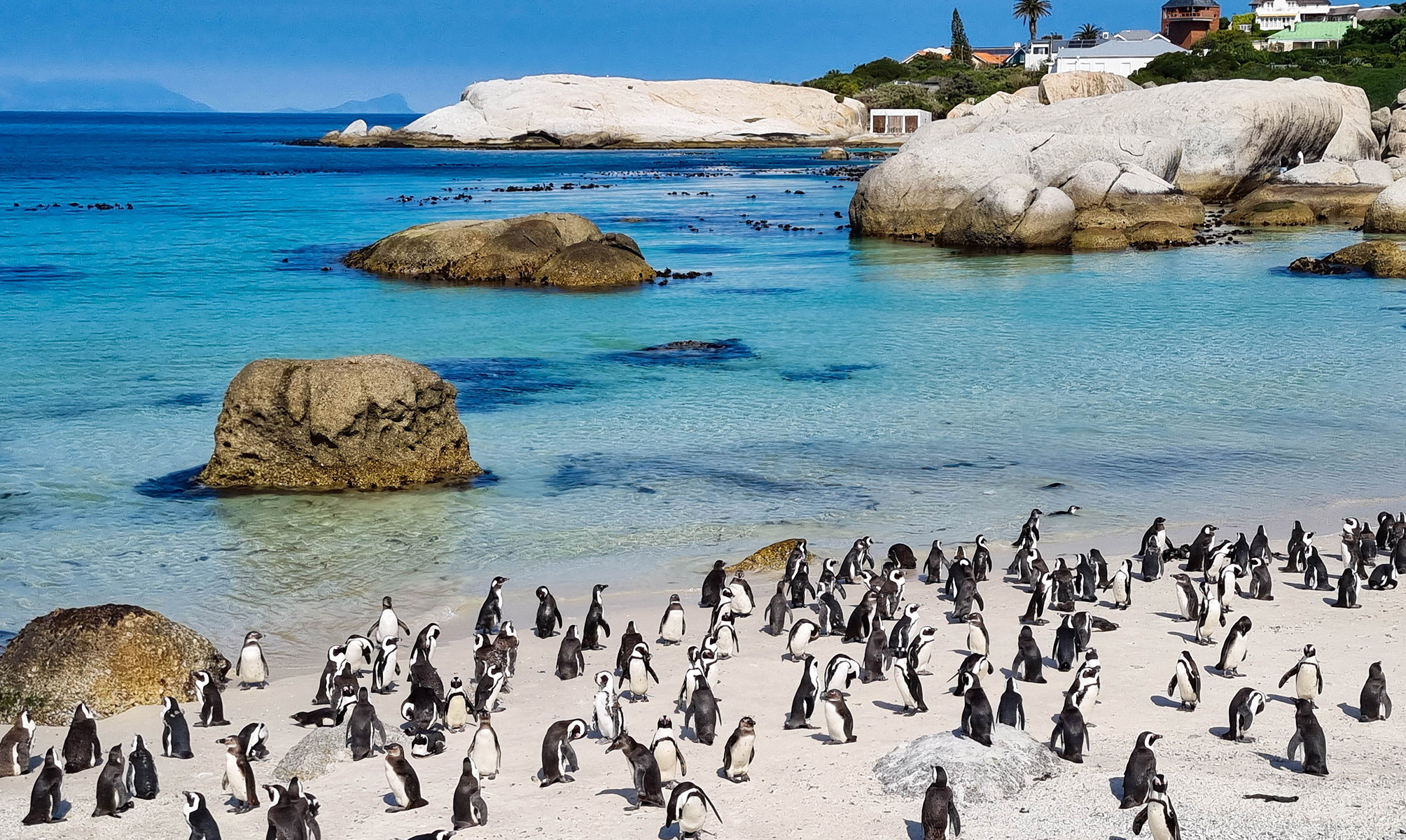 BOULDERS BEACH, AFRICA DO SUL